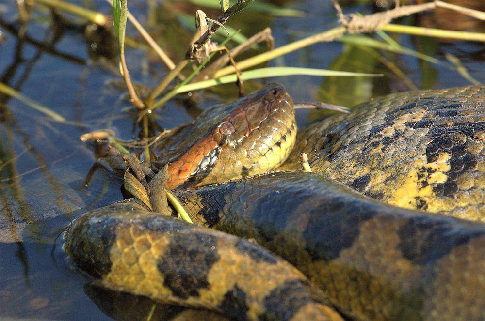 ilustrasi ular anaconda (pixabay.com/DenisDoukhan)