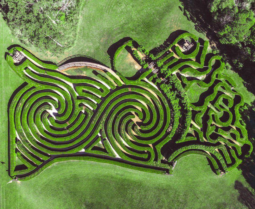 Bago Vineyard Maze (bago.com.au)