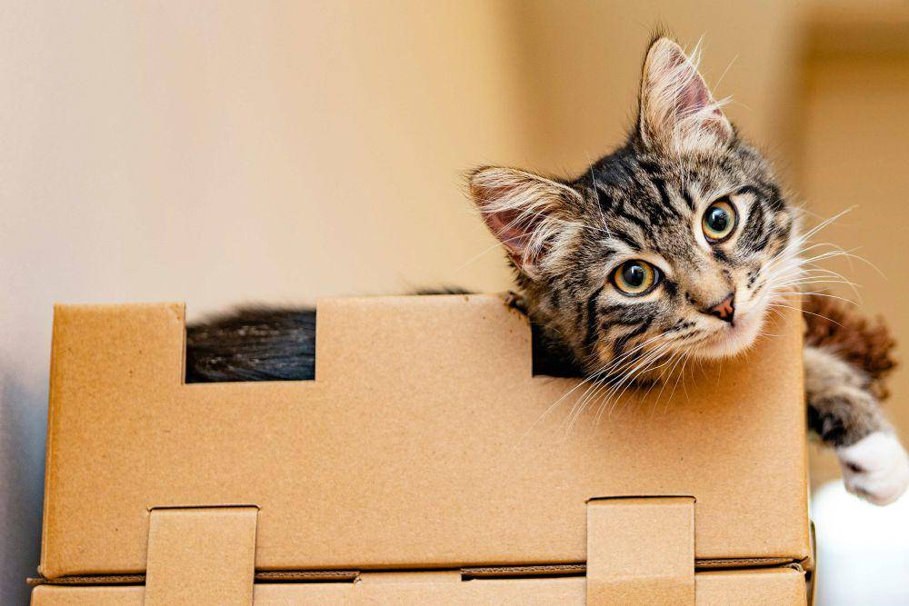 ilustrasi kucing beristirahat di dalam kardus (unsplash.com/Fidel Fernando)