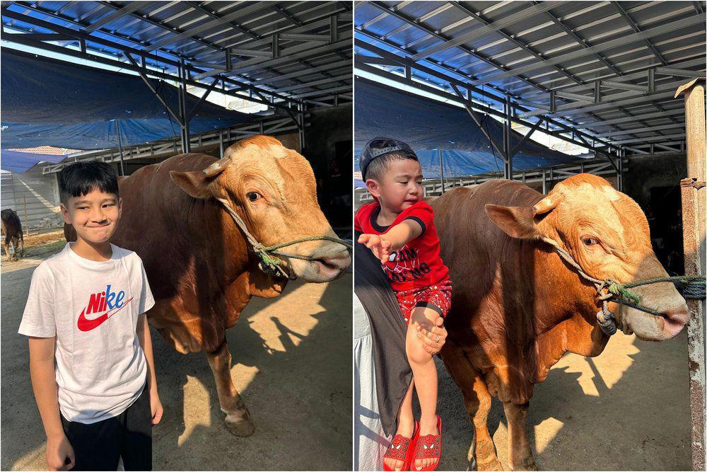 7 Potret Rafathar dan Rayyanza Menengok Sapi Kurban, Cipung Takut!