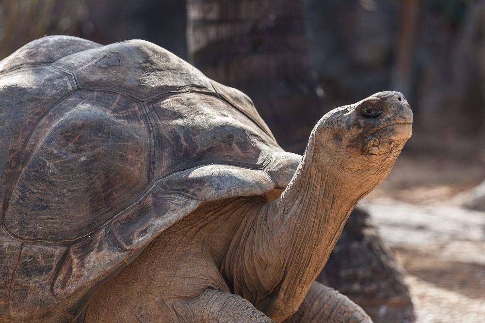 kura-kura Galapagos (commons.wikimedia.org/Luis Miguel Bugallo Sánchez (Lmbuga))