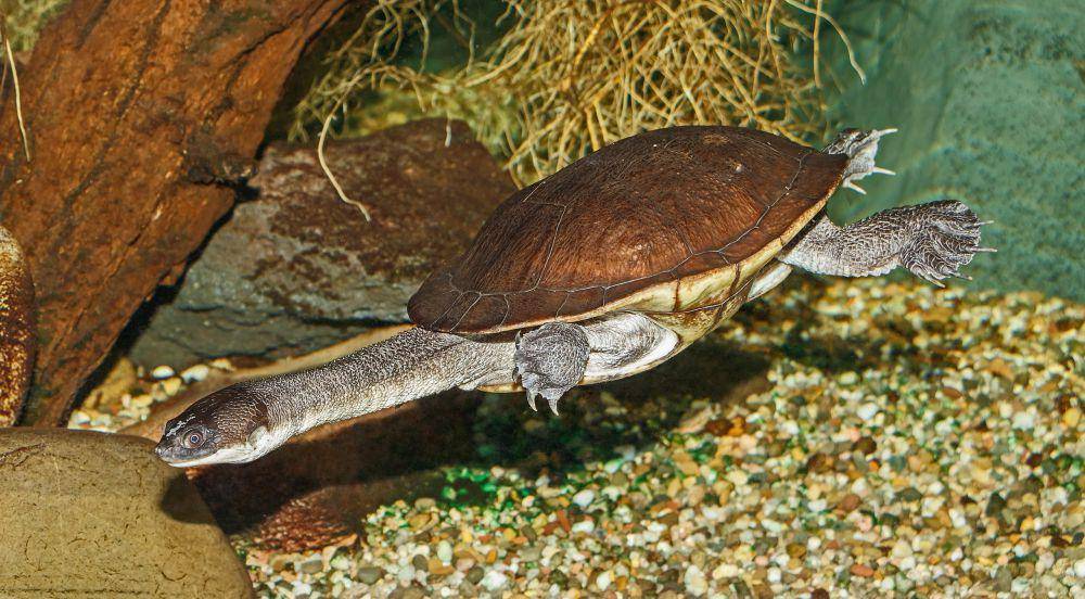 kura-kura leher ular Rote (commons.wikimedia.org/H. Zell)