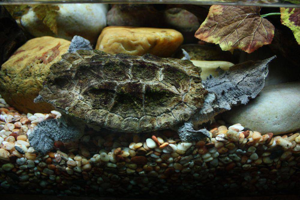 kura-kura mata-mata (commons.wikimedia.org/J. Patrick Fischer)