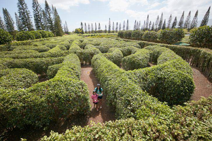 Dole Plantation Pineapple Maze (doleplantation.com)