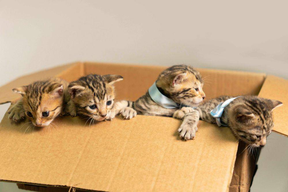 ilustrasi empat anak kucing bermain di dalam kardus (pexels.com/Visual Tag Mx)