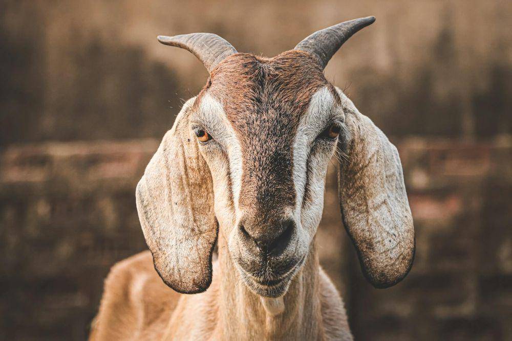 ilustrasi kambing (unsplash.com/Marwan Ahmed)
