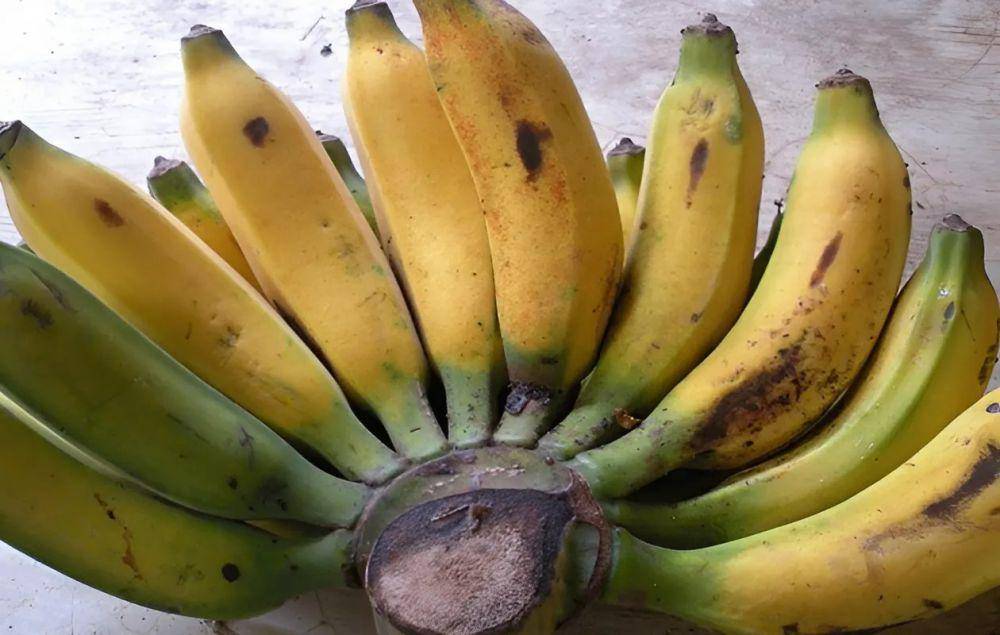 ilustrasi pisang uli (lendah.kulonprogokab.go.id)