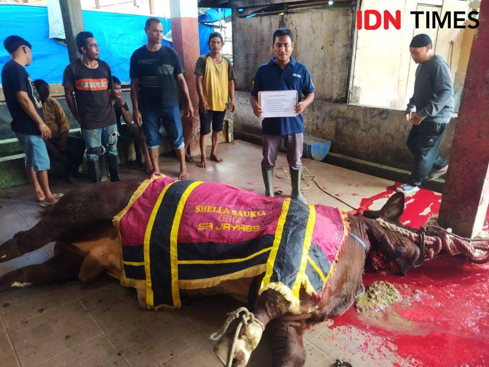 Sapi kurban milik Selebgram Aceh, Shella Saukia. (Dokumentasi DPK2P Kota Banda Aceh untuk IDN Times)
