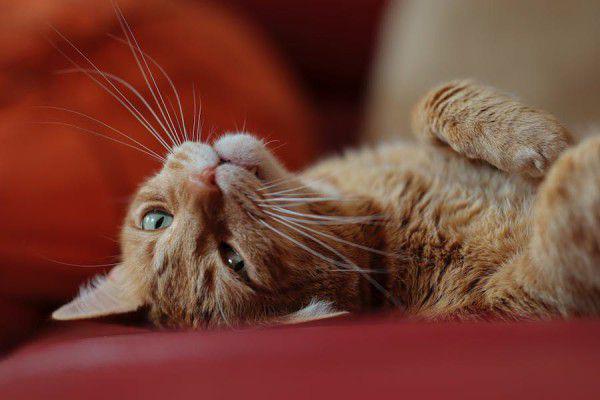 Terjadi Lagi, Belasan Kucing Mati Mendadak di Kota Malang