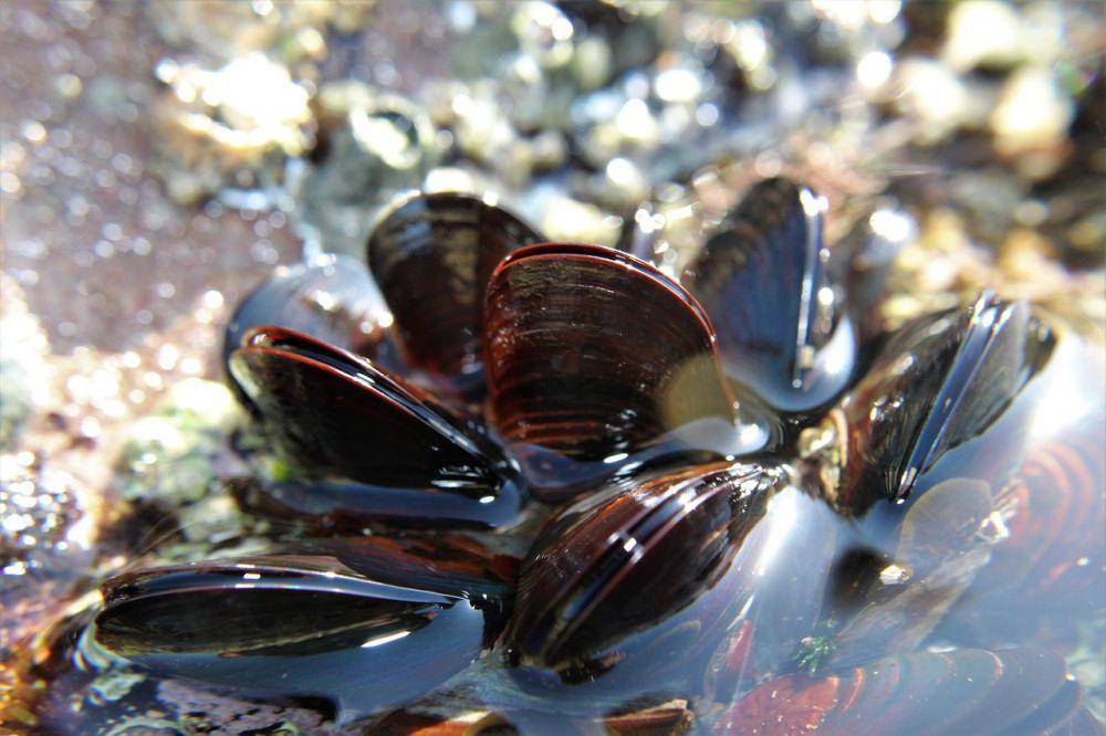 ilustrasi kerang hijau (pixabay.com/Beesmurf)