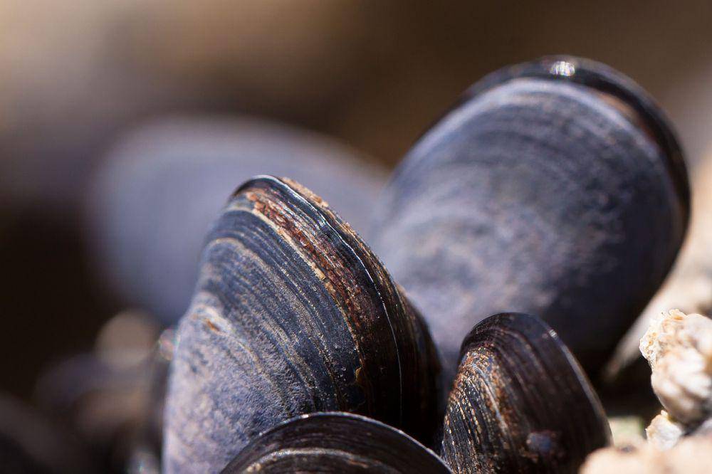 ilustrasi kerang (pixabay.com/stux)