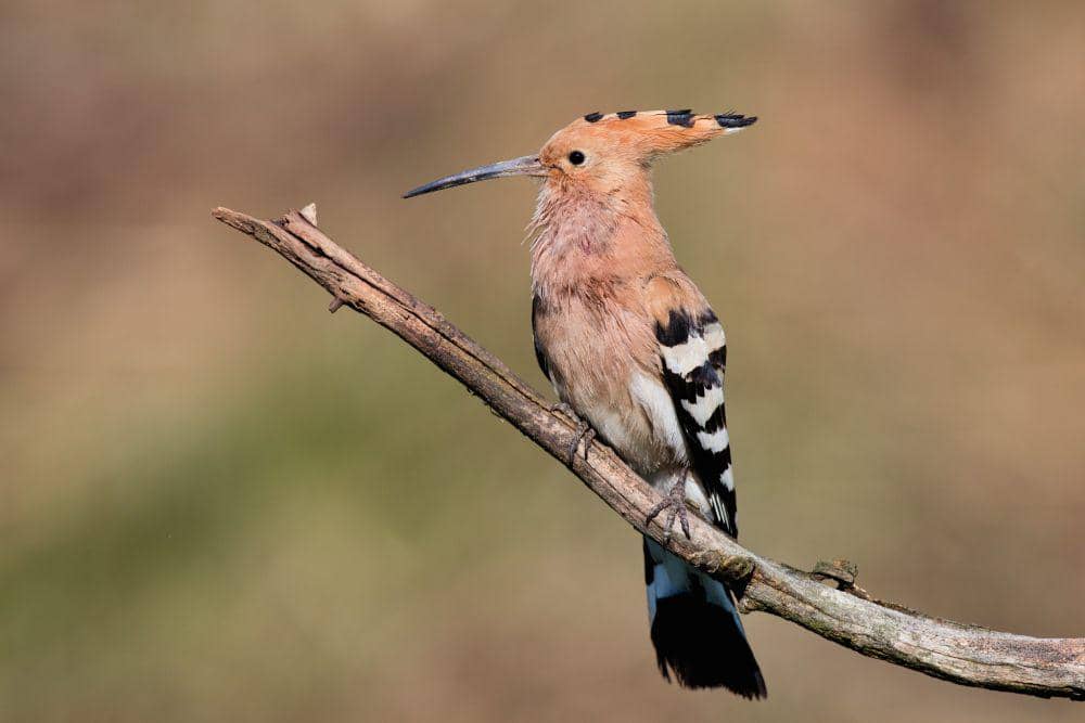 Burung Hoopoe (flickr.com/Andrej Chudý)