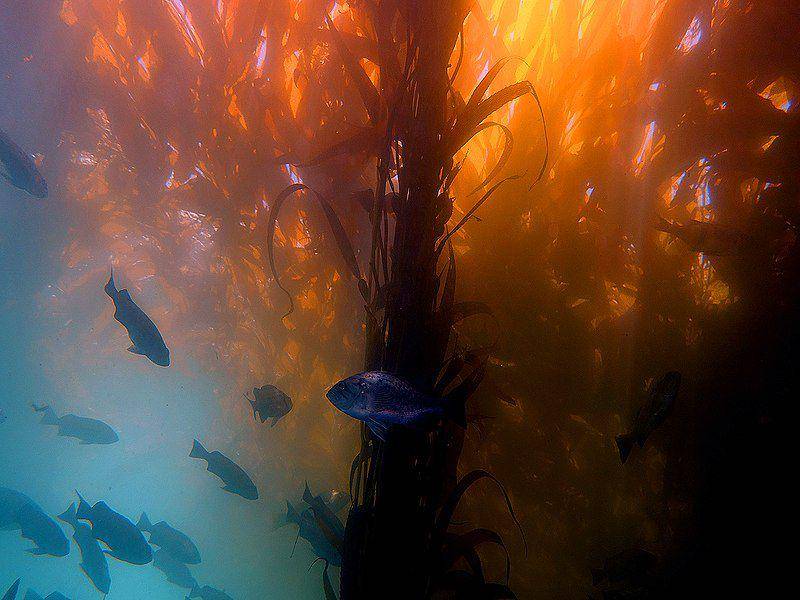 pemandangan hutan kelp di California (commons.wikimedia.org/Gustavo Gerdel)