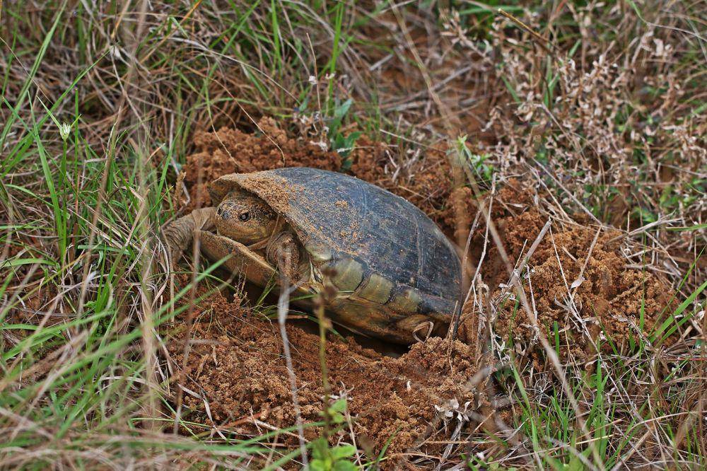 African helmeted turtle (commons.wikimedia.org/Charles J. Sharp)