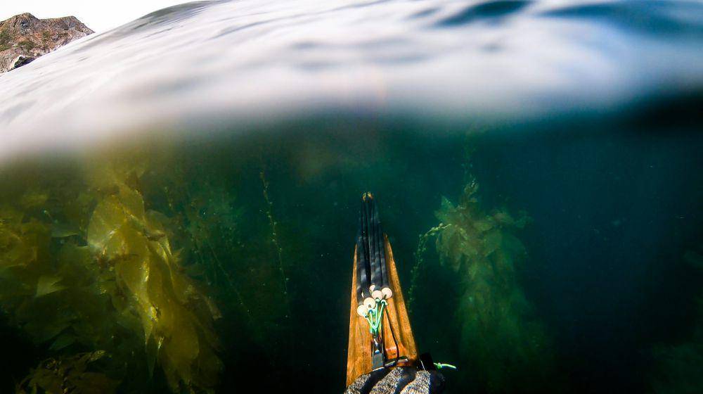 pemandangan hutan kelp dilihat dari permukaan laut (unsplash.com/Cast and Spear)