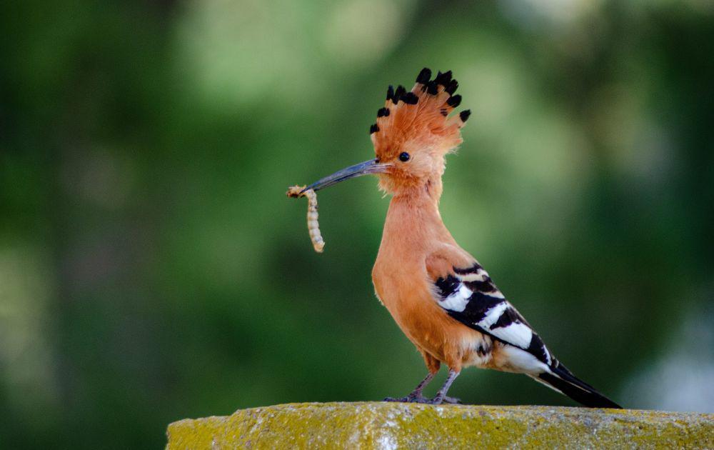 6 Fakta Unik Burung Hudhud, Hewan Setia Nabi Sulaiman