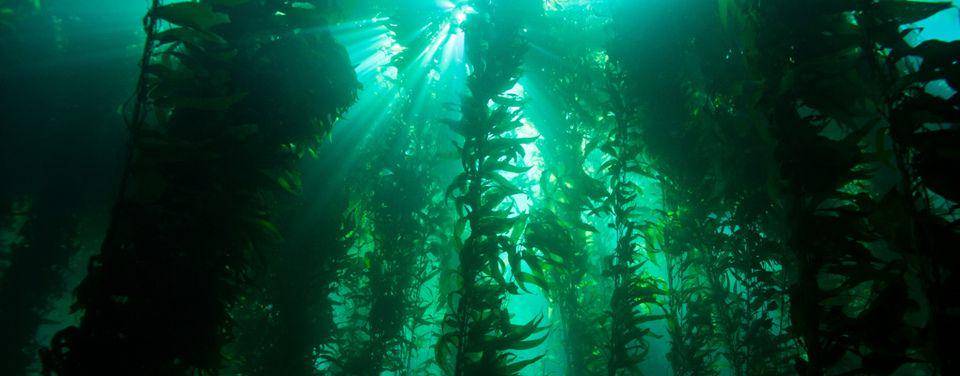 pemandangan hutan kelp (commons.wikimedia.org/NOAA's National Ocean Service)
