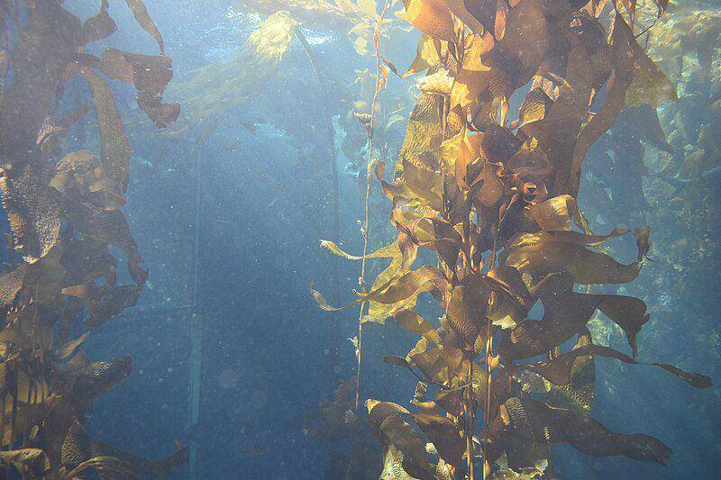 pemandangan hutan kelp di Monterey Bay Aquarium (commons.wikimedia.org/FASTILY)