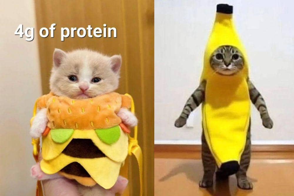 8 Foto Para Kucing Cosplay jadi Makanan, Lagi Lapar Jangan Lihat!