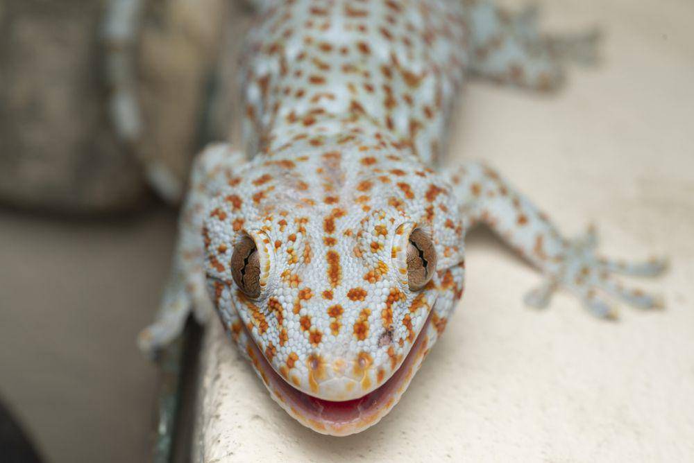 Tokek (inaturalist.org/lawrencehylton)
