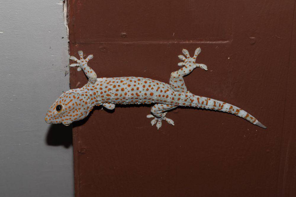 Tokek (inaturalist.org/mike_hooper)