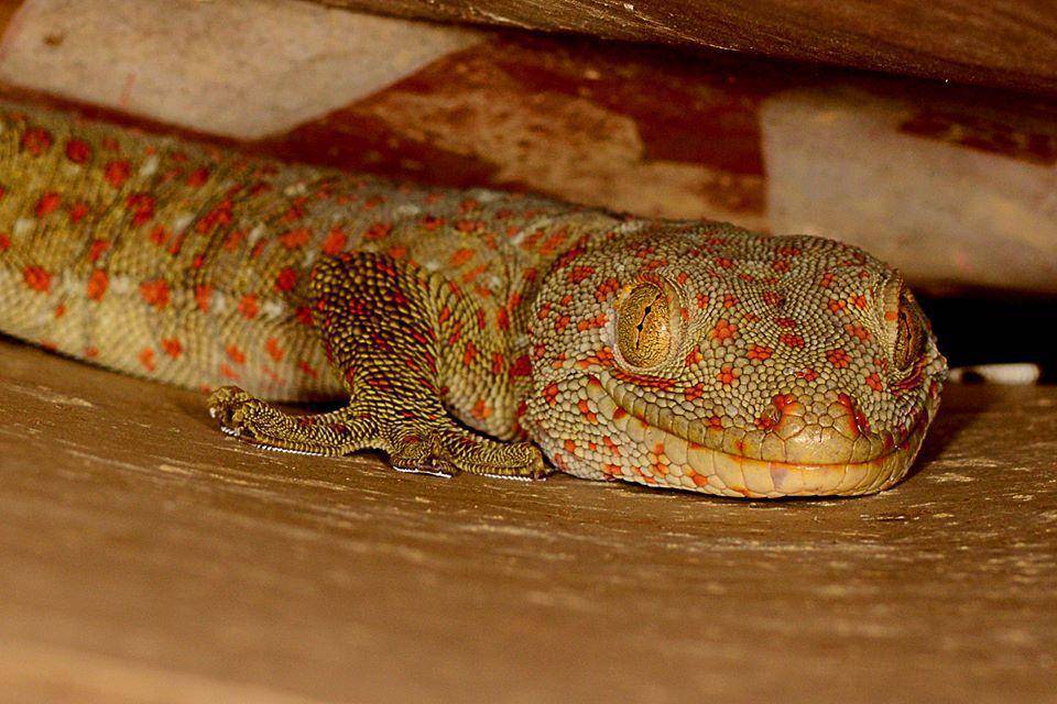 Tokek (inaturalist.org/ygurjar)