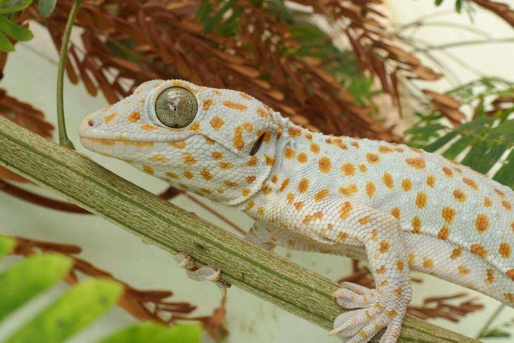 Tokek (inaturalist.org/naturaldudeguy)