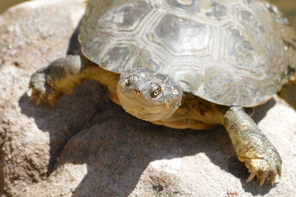 African helmeted turtle (commons.wikimedia.org/Bernard DUPONT)
