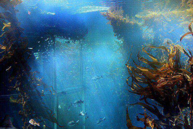 pemandangan hutan kelp di Monterey Bay Aquarium (commons.wikimedia.org/Miguel Hermoso Cuesta)