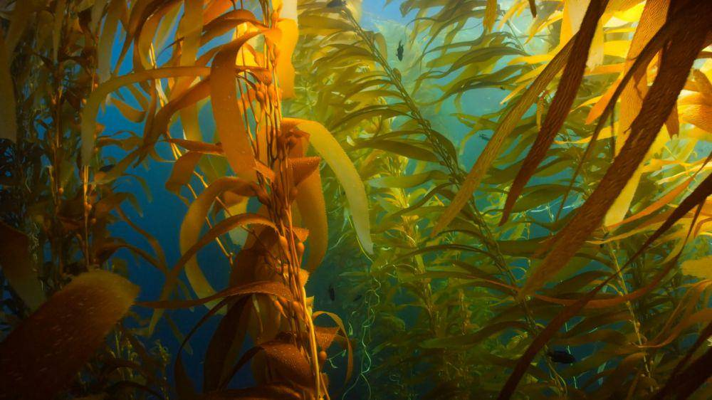 tampak dekat hutan kelp dengan ikan-ikan kecil di dalamnya (unsplash.com/Oleksandr Sushko)