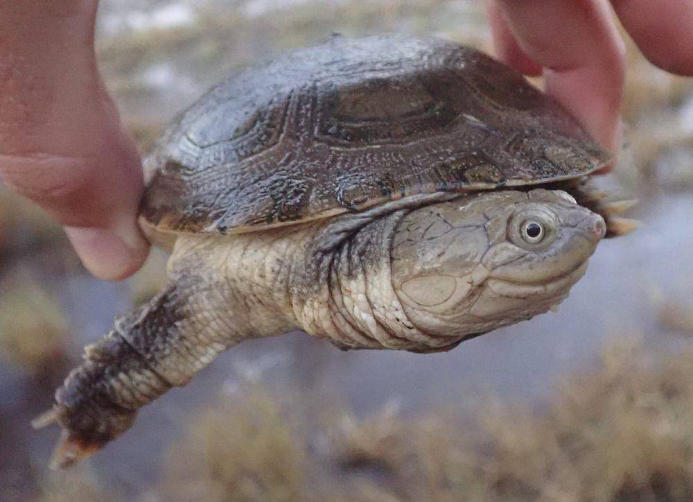 African helmeted turtle (commons.wikimedia.org/Robert Taylor)