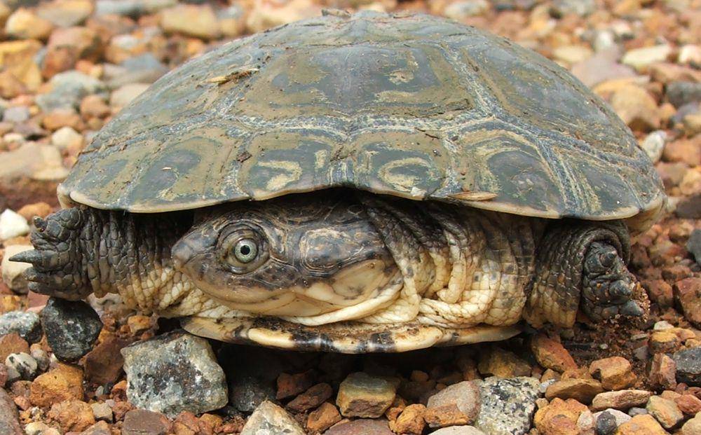 African helmeted turtle (commons.wikimedia.org/Johannes van Rooyen)
