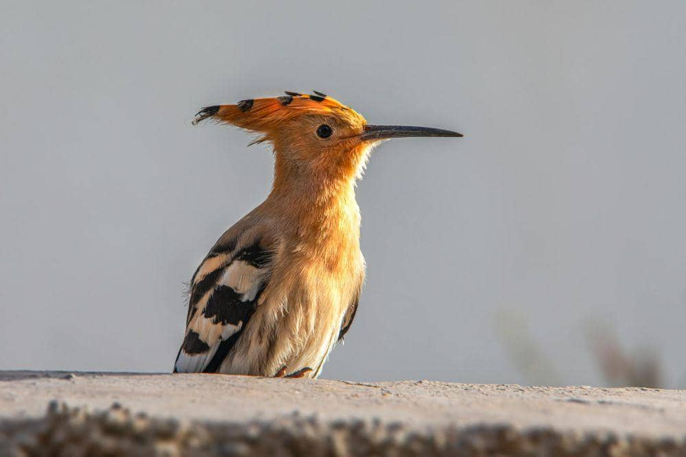 8 Fakta Menarik Burung Hoopoe, Bisa Mengeluarkan Bau Tidak Sedap