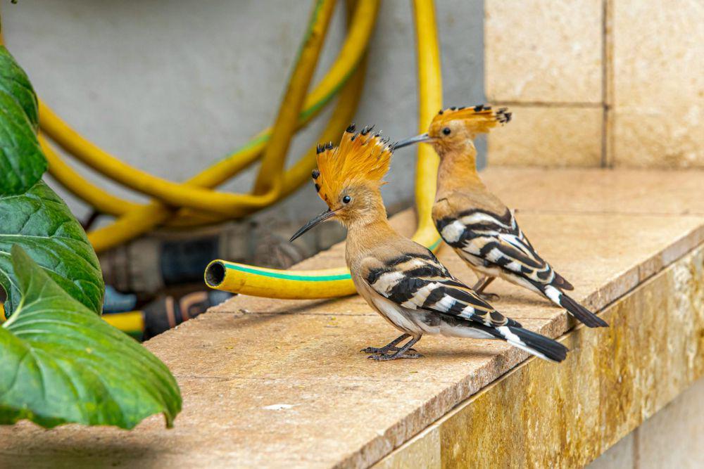 Dua burung hudhud