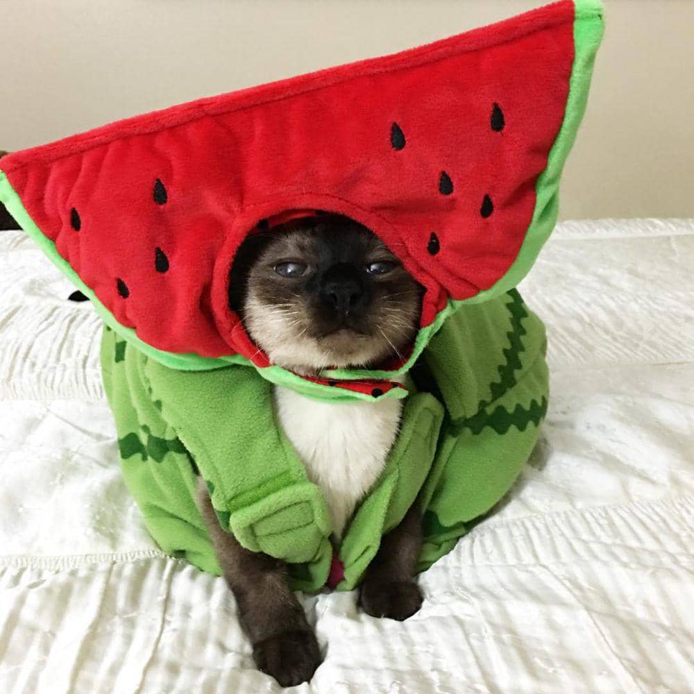 potret kucing cosplay jadi makanan (instagram.com/mochikit)