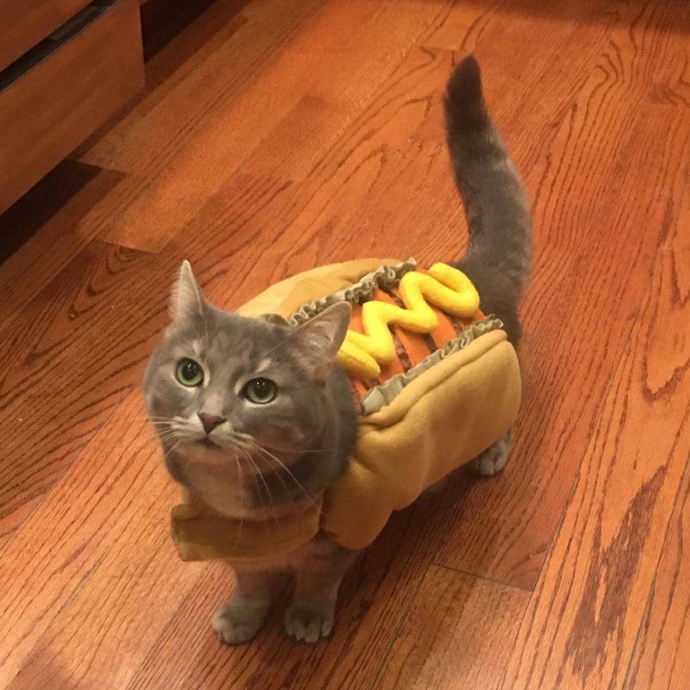 potret kucing cosplay jadi makanan (instagram.com/danmcquade)