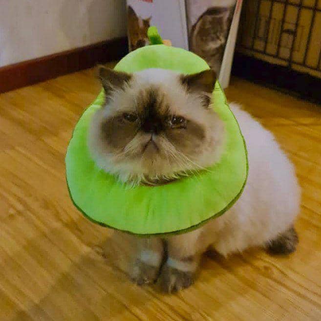 potret kucing cosplay jadi makanan (instagram.com/avatar)