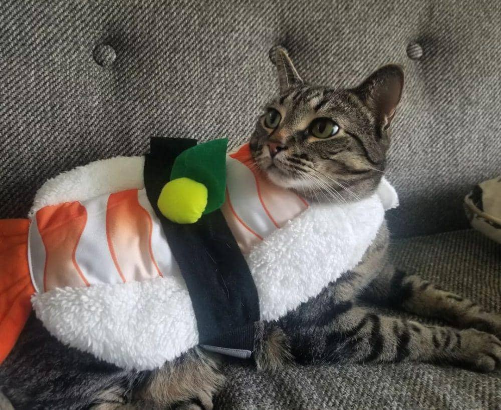 potret kucing cosplay jadi makanan (instagram.com/der.furgermeister)