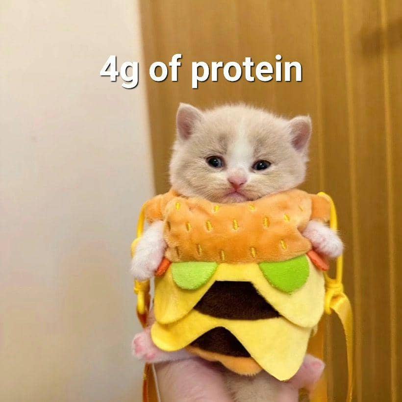 potret kucing cosplay jadi makanan (instagram.com/silly.cats.daily7)