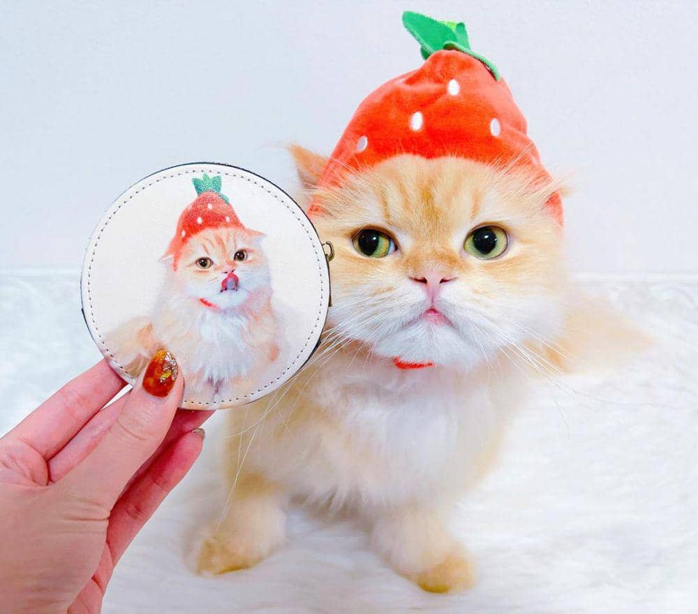 potret kucing cosplay jadi makanan (instagram.com/persiancat__pechan.1108)(instagram.com/persiancat__pechan.1108)