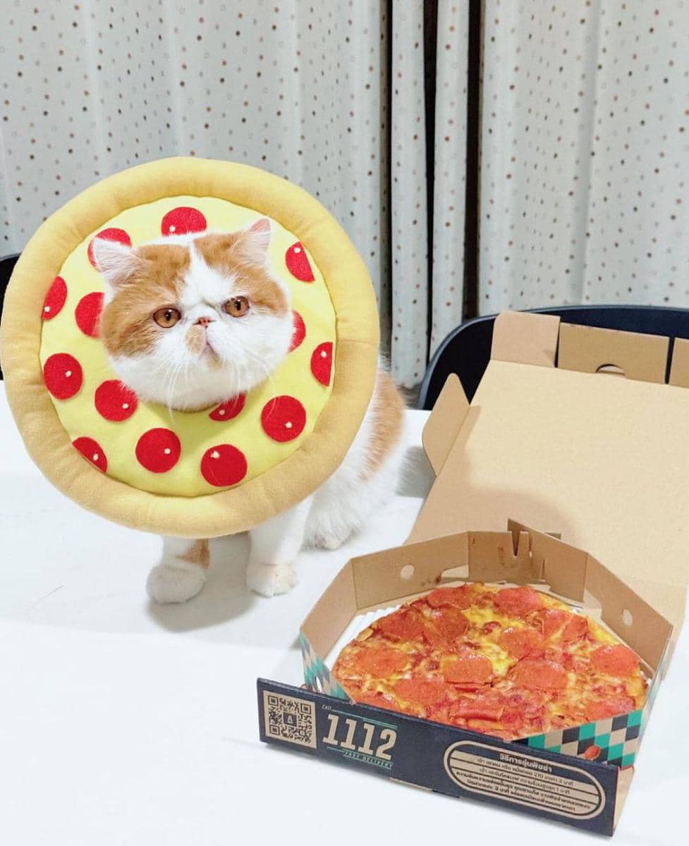 potret kucing cosplay jadi makanan (instagram.com/cappuccino_cacao_exoticcat)