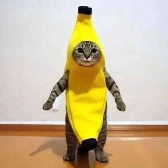 potret kucing cosplay jadi makanan (instagram.com/allcatscute)