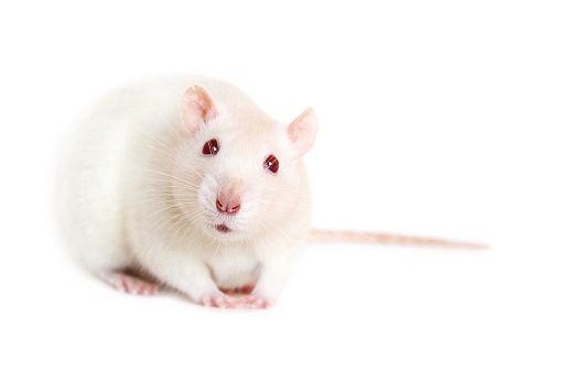 6 Alasan Mengapa Tikus jadi Hewan Percobaan Penelitian Kanker