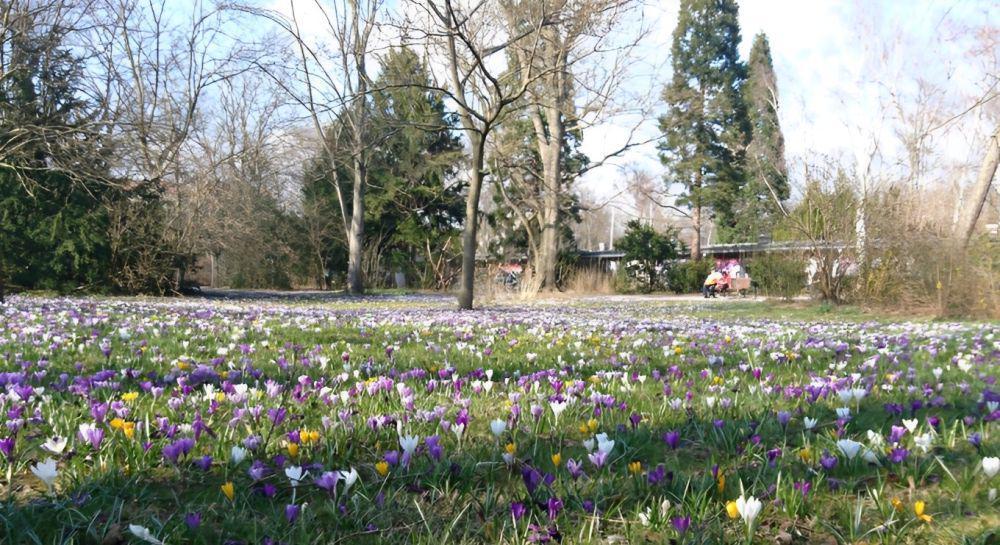 4 Taman Bunga Paling Populer di Berlin untuk Liburan Musim Panas