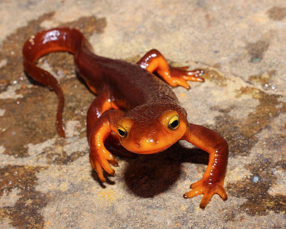 8 Fakta Menarik California Newt, Racunnya Lebih Kuat dari Sianida