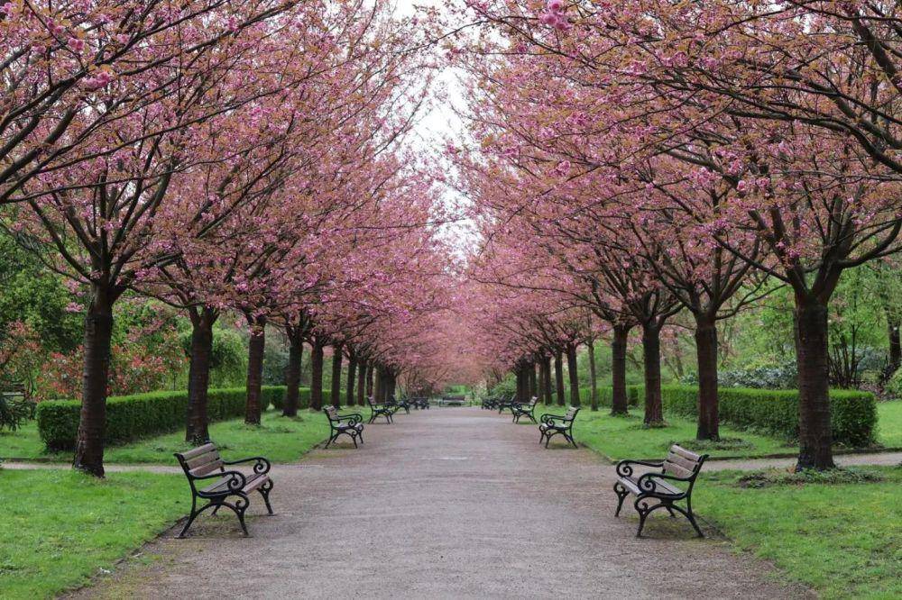 Rombergpark Botanical Garden (instagram.com/botanischer_garten_rombergpark)
