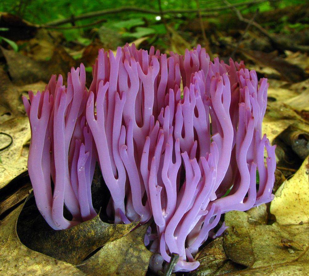 Clavarioid fungi (wikipedia.org/Dan Molter)