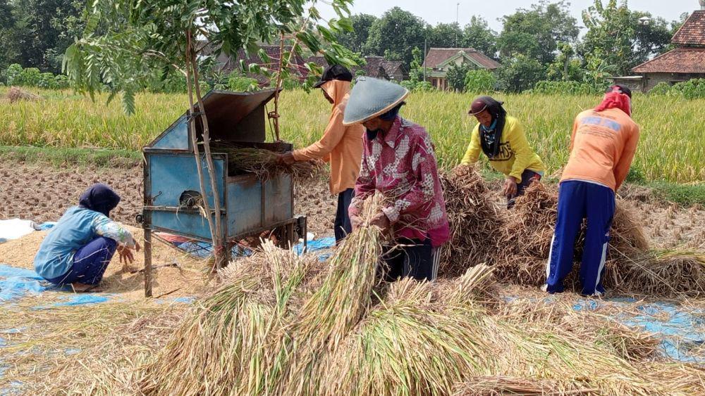 Senyum Petani Magetan, Harga Gabah Naik di Harga Rp7000