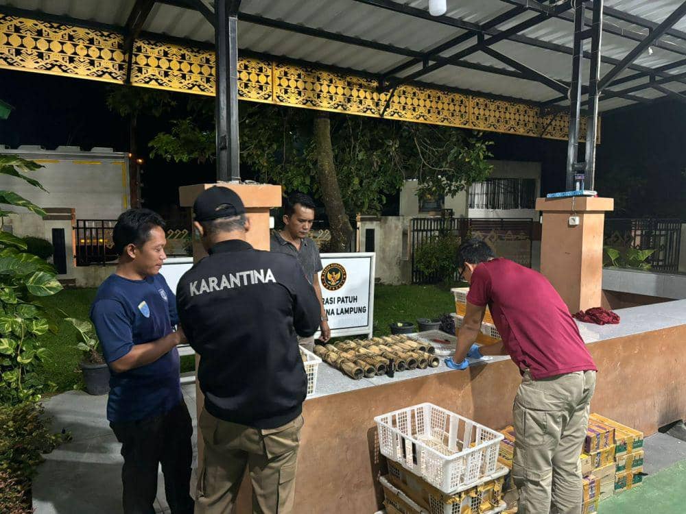 Cucak Ijo Sampai Beo, 198 Ekor Burung Disita di Pelabuhan Bakauheni