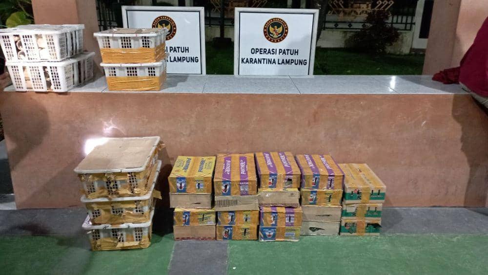 Pengungkapan penyelundupan 198 ekor burung tanpa dokumen resmi di Pelabuhan Bakauheni, Kamis (20/6/2024). (DOK. Karantina Lampung).